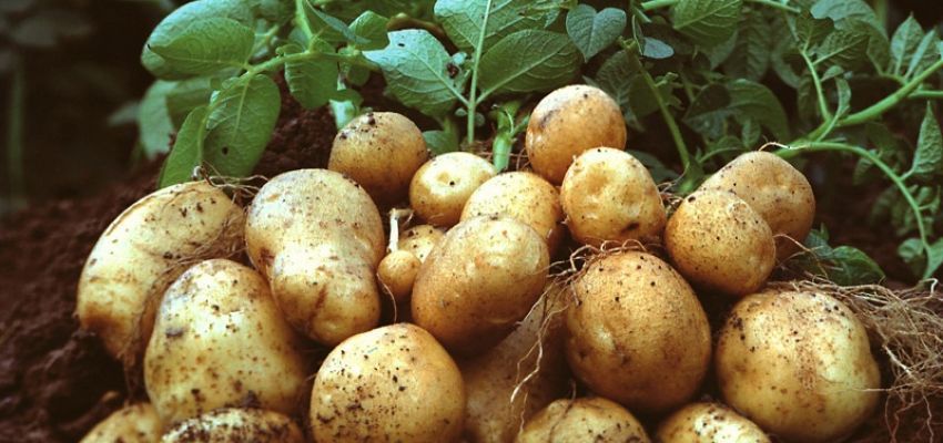 Держпідтримка виробництва картоплі