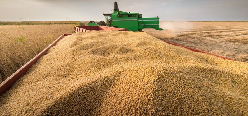 Експорт сої та ріпаку