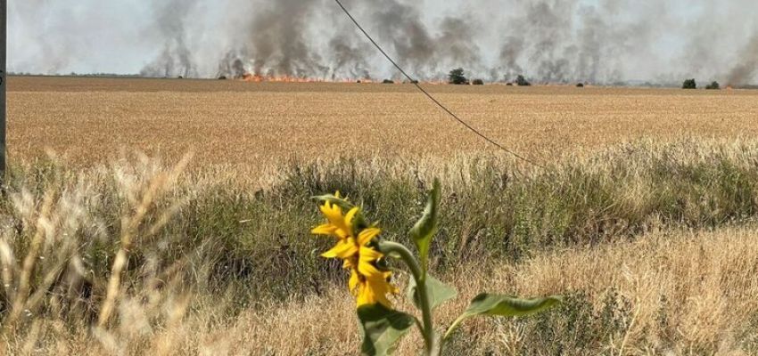 Облік загиблих посівів
