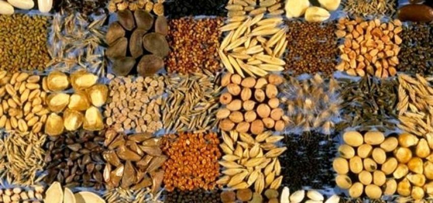 Лімітно-забірна картка на отримання насіння